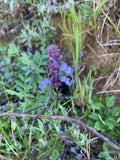 Salvia sonomensis 'Fremont's Carpet' - 1 gallon plant