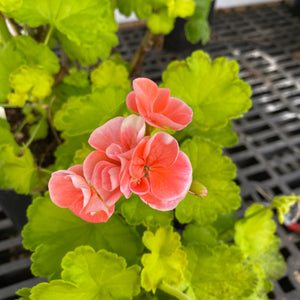 Pelargonium 'Diva Queen' - 1 gallon plant