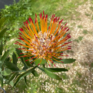 Leucospermum 'Henna' - 2 gallon plant