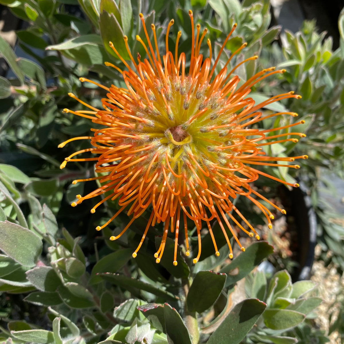 Leucospermum 'Althea' - 2 gallon plant – Norrie's Gift and Garden Shop ...