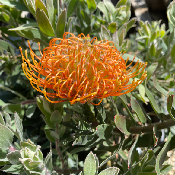 Leucospermum 'Althea' - 2 gallon plant