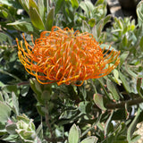 Leucospermum 'Althea' - 2 gallon plant