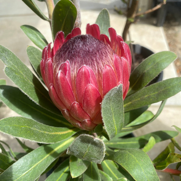 Protea 'Red Ice' - 2 gallon plant
