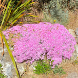 Oscularia deltoides - 4 inch plant