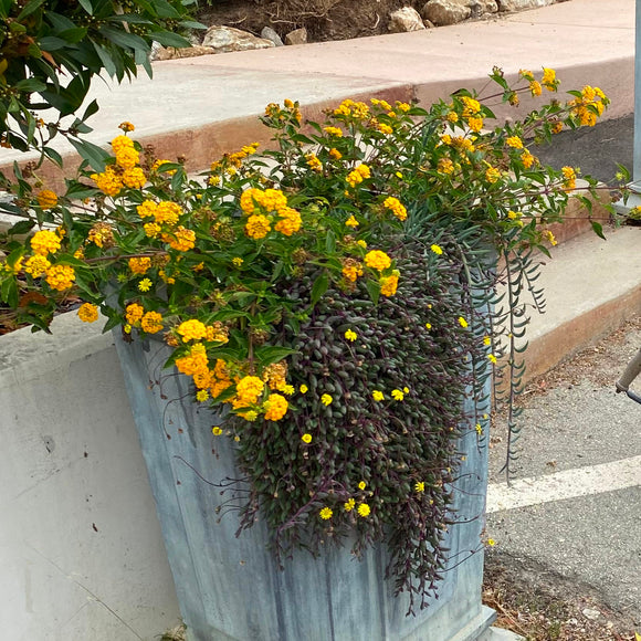 Lantana 'New Gold' - 1 gallon plant