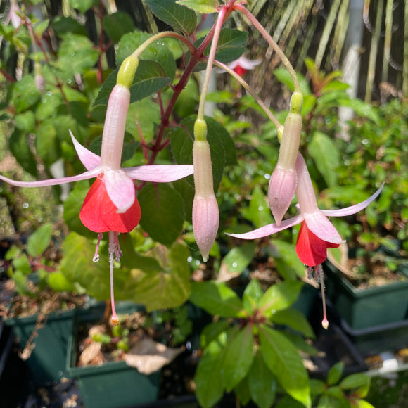 Fuchsia 'Lye's Unique' - 1 gallon plant