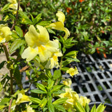 Diplacus 'Limoncello' - 1 gallon plant