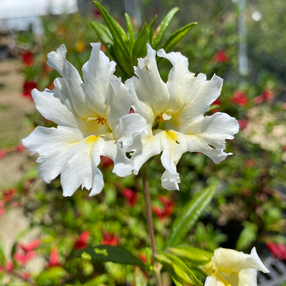 Diplacus grandiflorus 'Snow Angel' - 1 gallon plant