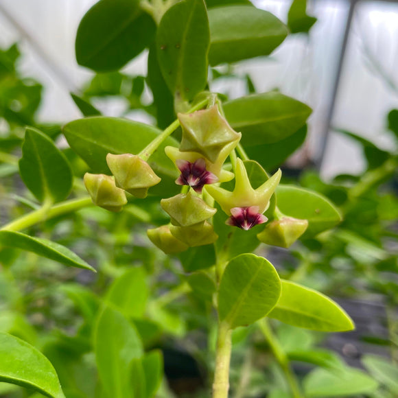 Hoya cunninghamii (excavata) - 6 inch hanging plant