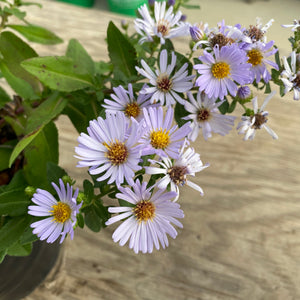 Symphyotrichum chilense 'Point Saint George' - 1 gallon plant