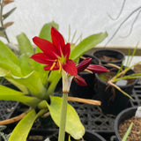 Rhodophiala bifida - 1 gallon plant