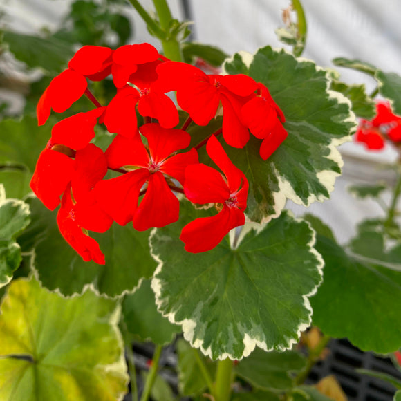 Pelargonium 'Attraction' - 1 gallon plant