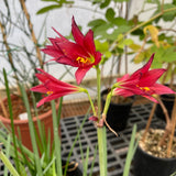 Rhodophiala bifida - 1 gallon plant