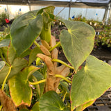 Begonia curtii - 1 gallon plant