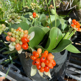 Haemanthus albiflos - 6 inch plant
