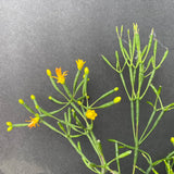 Hatiora salicornioides - 8 inch hanging plant