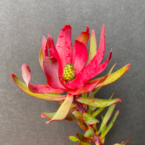 Leucadendron 'Safari Magic' (female cultivar) - 2 gallon plant