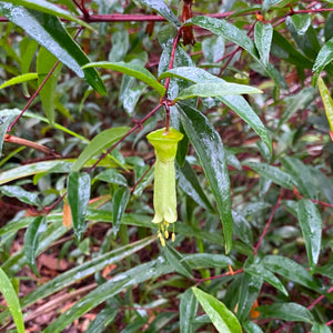 Correa baeuerlenii - 1 gallon plant