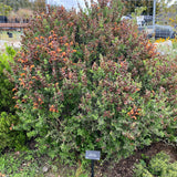 Salvia aurea - 1 gallon plant