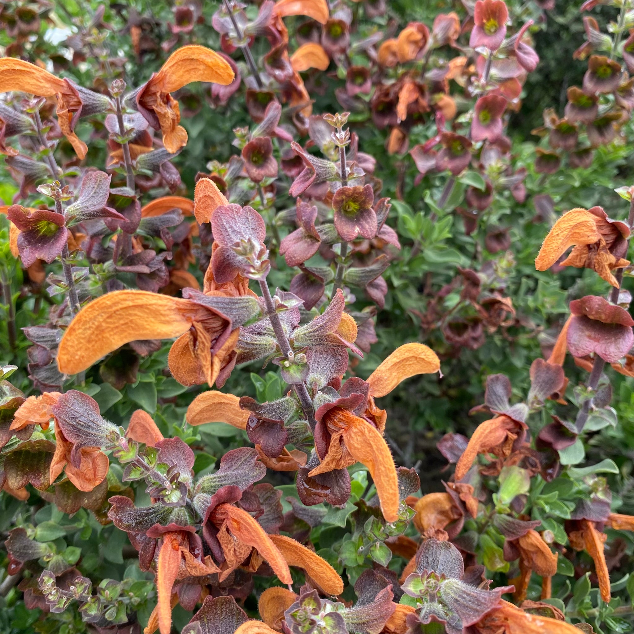 Salvias – Norrie's Gift and Garden Shop at the UC Santa Cruz
