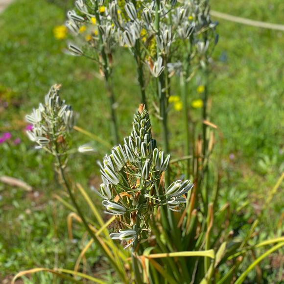 Albuca batteniana - 1 gallon plant
