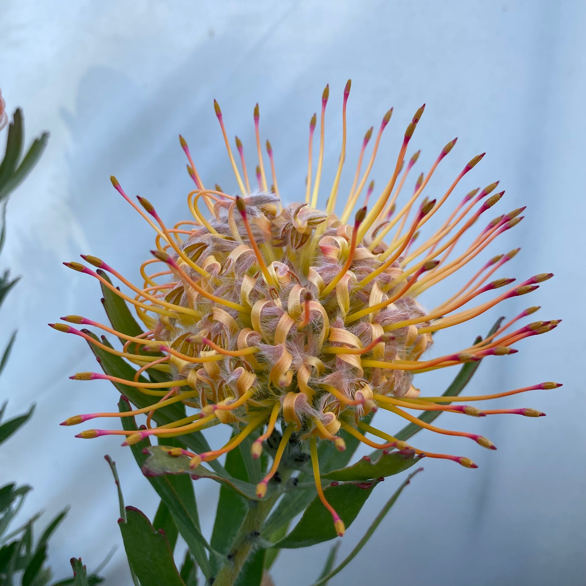 chamaedorea elegans plant Chamaedorea elegans & Pachira aquatica – Adplants main image 0