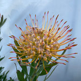 Leucospermum 'Bindi' - 2 gallon plant