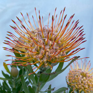 Leucospermum 'Bindi' - 2 gallon plant