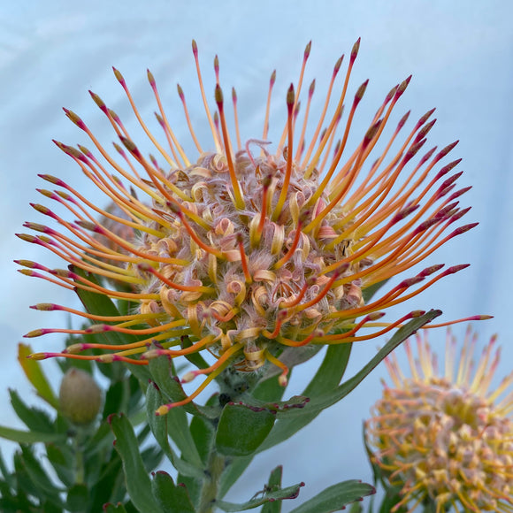 Leucospermum 'Bindi' - 2 gallon plant