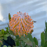 Leucospermum 'Bindi' - 2 gallon plant