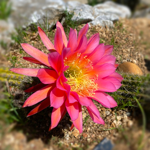 Echinopsis 'Flying Saucer' - 8 inch plant