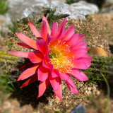 Echinopsis 'Flying Saucer' - 8 inch plant