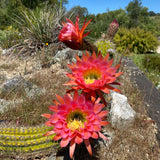 Echinopsis 'Flying Saucer' - 8 inch plant