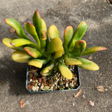 Crassula ovata 'Tricolor Hobbit' - 1 gallon plant