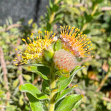 Leucospermum truncatum - 2 gallon plant
