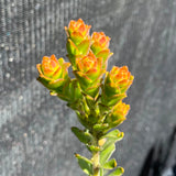 Leucospermum truncatum - 2 gallon plant