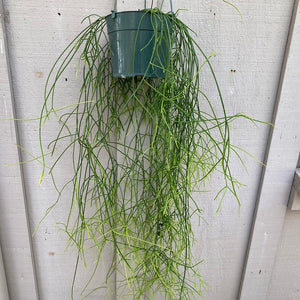 rhipsalis hanging plant Rhipsalis teres f. capilliformis
