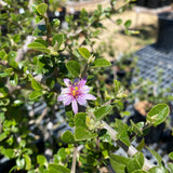 Grewia robusta - 1 gallon plant