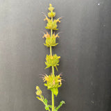 Salvia spathacea 'Cerro Alto' - 2 gallon plant