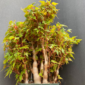 Begonia dregei - 6 inch plant