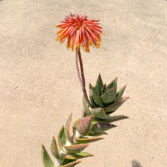 Aloe distans - 5 gallon plant