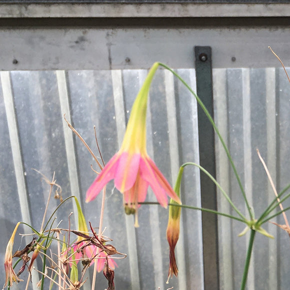 Bessera elegans (pink form) - 4 inch plant