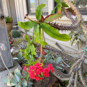 Euphorbia milii - 1 gallon plant
