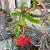 Euphorbia milii - 1 gallon plant