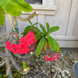 Euphorbia milii - 1 gallon plant