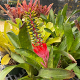 Aechmea nudicaulis - 2 gallon plant