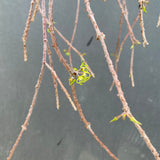 Cynanchum marnierianum - 6" hanging plant