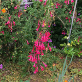 Cantua buxifolia - 1 gallon plant