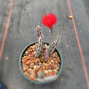 Kleinia stapeliiformis - 6 inch plant