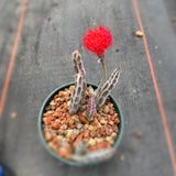 Kleinia stapeliiformis - 6 inch plant